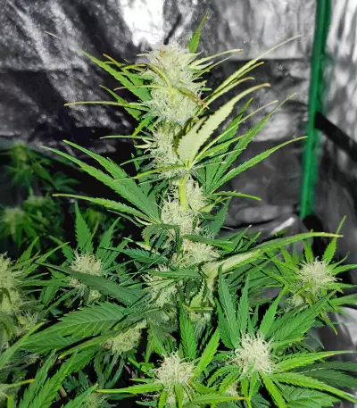 CBD Tonic (World of Seeds)
