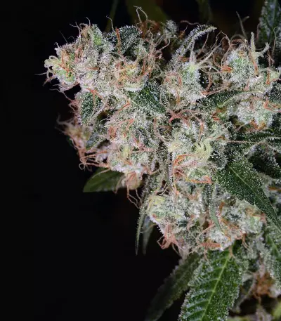 Chiesel (Big Buddha Seeds)