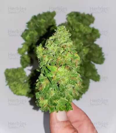 Cosmic Bomb Auto Seeds
