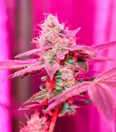 Different GG#4 Seeds (AlphaFem Seeds)
