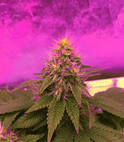 DO-SI-DOS Seeds