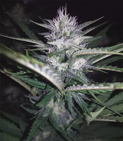 DO-SI-DOS Seeds