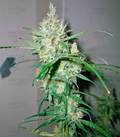 Euforia Regular seeds
