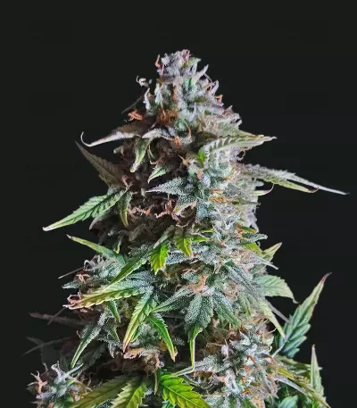 Semi femminizzati Exodus Cheese Auto CBD