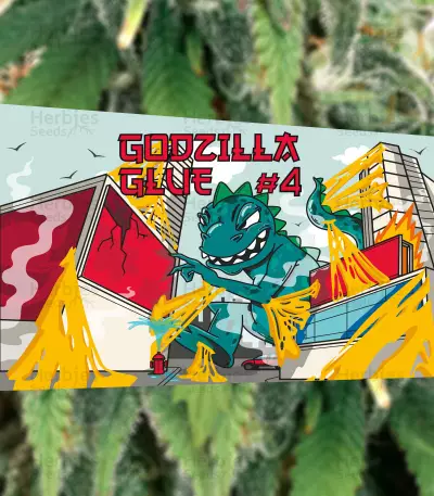 Graines féminisées de Godzilla Original Glue GG#4 (Herbies Seeds)