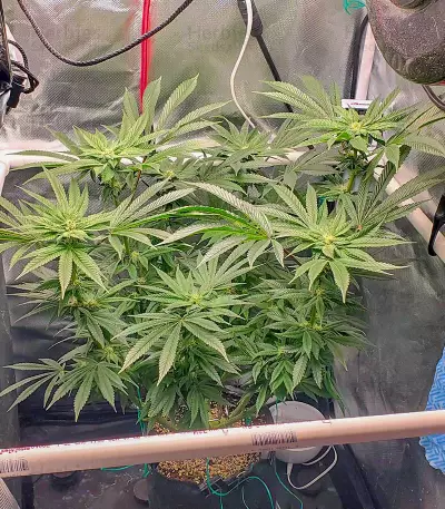 Graines de cannabis Girl Scout Cookies (Blackskull Seeds)