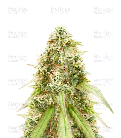 Harlequin CBD Feminized Seeds (Herbies Seeds USA)