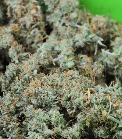 Headlights Kush Auto strain