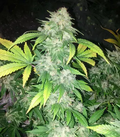 Kush Fromage (Medicann Seeds)