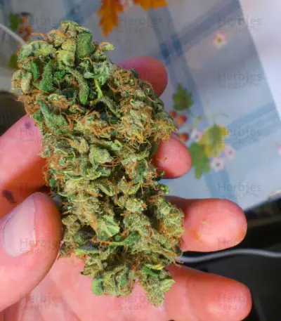 Purple Haze 1 feminized seeds