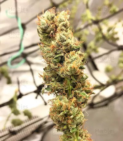 Sour Lemon OG Seeds (Emerald Triangle Seeds)