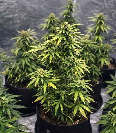 Auto Purple Dawg Mass feminized seeds