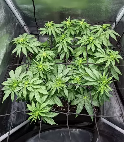 Blue Dream Seeds