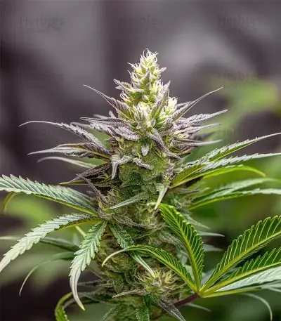 Blue Spider (Zambeza Seeds)
