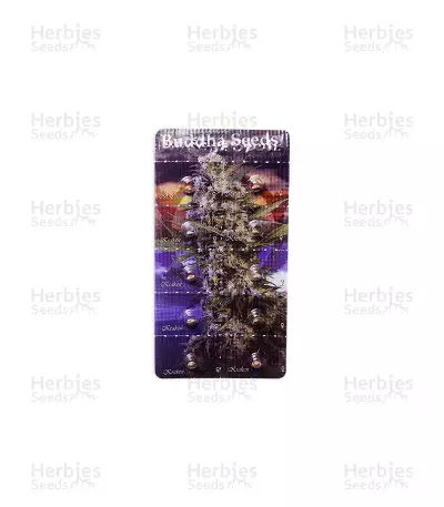 Graines de cannabis Buddha Kraken (Buddha Seeds)