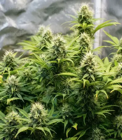 Cheese Seeds