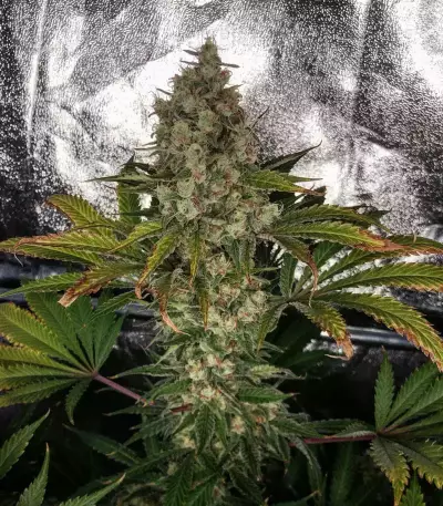 Do-Si-Dos OG Seeds