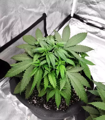 Durban Poison