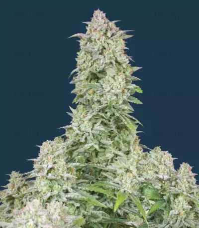 Forbidden Runtz Auto Seeds