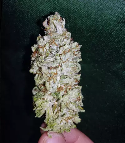 GG#4 Original Glue feminized seeds (Blackskull Seeds)