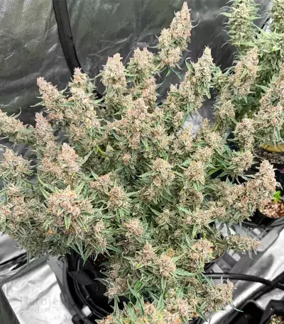 Godzilla Cookies Auto (Herbies Seeds)