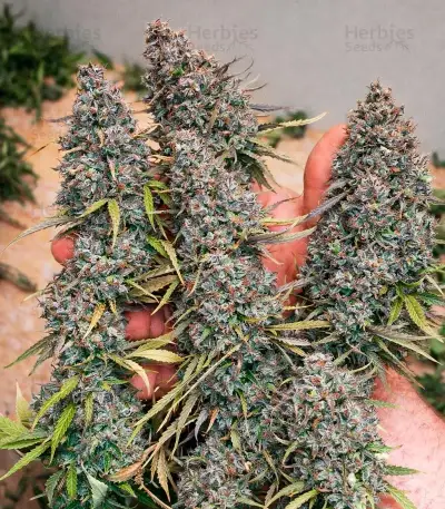 Green Monster Auto feminized seeds