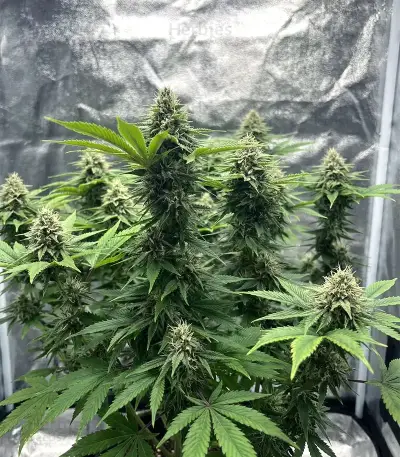 Insane OG Seeds