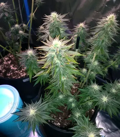 Maui Auto Seeds