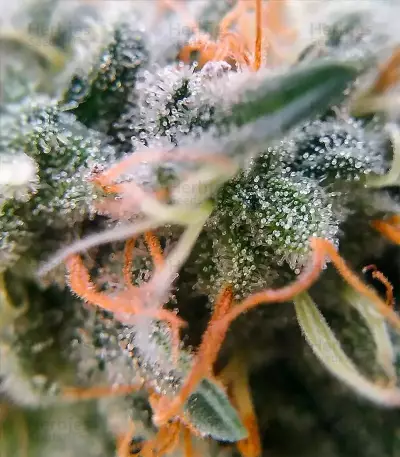 Moby Dick Seeds