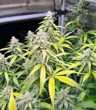 OG Kush Autoflower feminisierte Samen (Humboldt Seed Company)