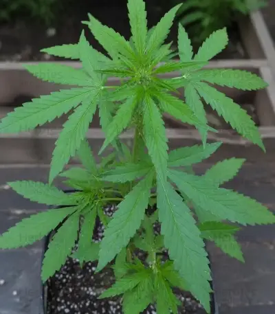 Purple Lemonade Auto RF3 Seeds (Fast Buds)