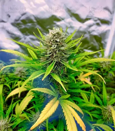 Section 781 Autoflowering Seeds (Blimburn x Herbies)