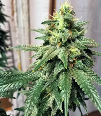 Silver LA Seeds