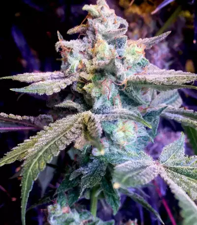 Smurfberry Auto feminized seeds
