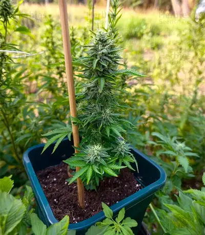 Sour Diesel Auto Seeds
