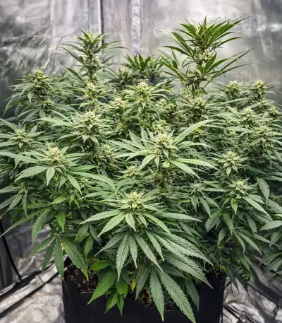 Strawberry Lemonade Seeds