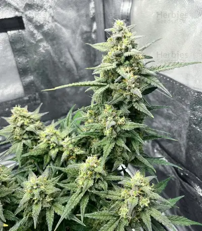 Tropicana Cookies Auto Seeds