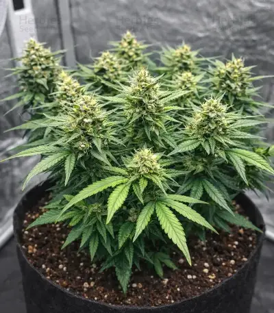 Tropicana Cookies Auto Seeds