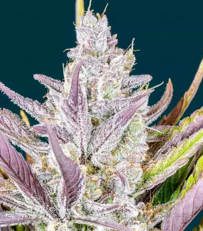 Graines féminisées de Wedding Glue Auto (Fast Buds)