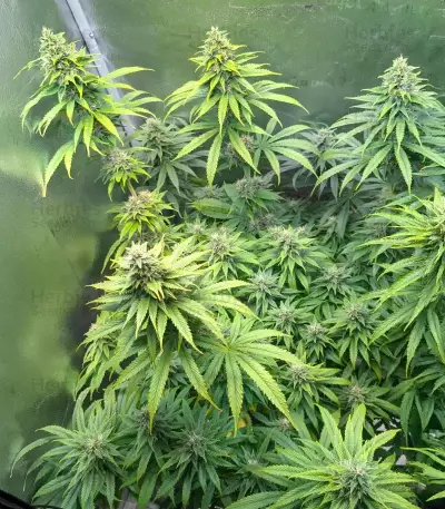 White Gold Feminized seeds
