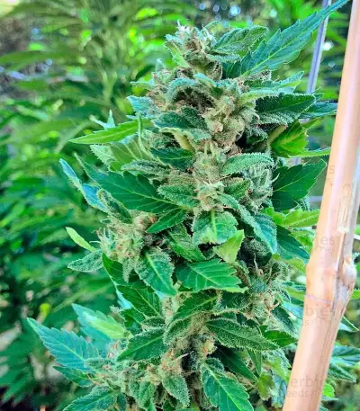 Graines de cannabis White Widow regular (Nirvana Seeds)