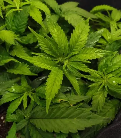 Wonder Pie Seeds (Green House Seeds)