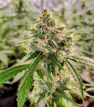 Wedding Cake Autoflower Feminized Seeds (EGS)
