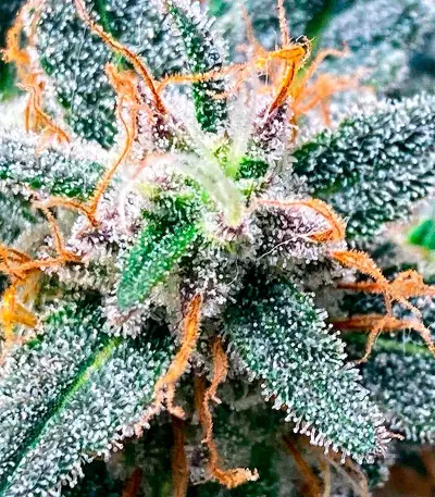 Bubba Kush Autoflower (Herbies Seeds)