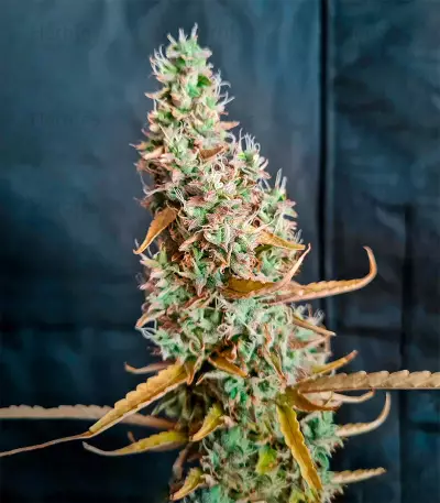 Purple Kush Autoflower (Herbies Seeds)