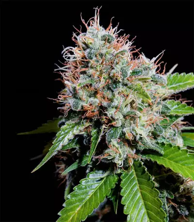 Zuri Widow feminized seeds