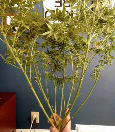 Psychofruit Auto feminized seeds