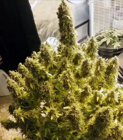 + Speed Auto feminized seeds