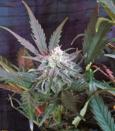 Sweet Skunk Auto (Sweet Seeds)