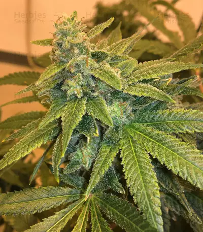 501st OG regular seeds